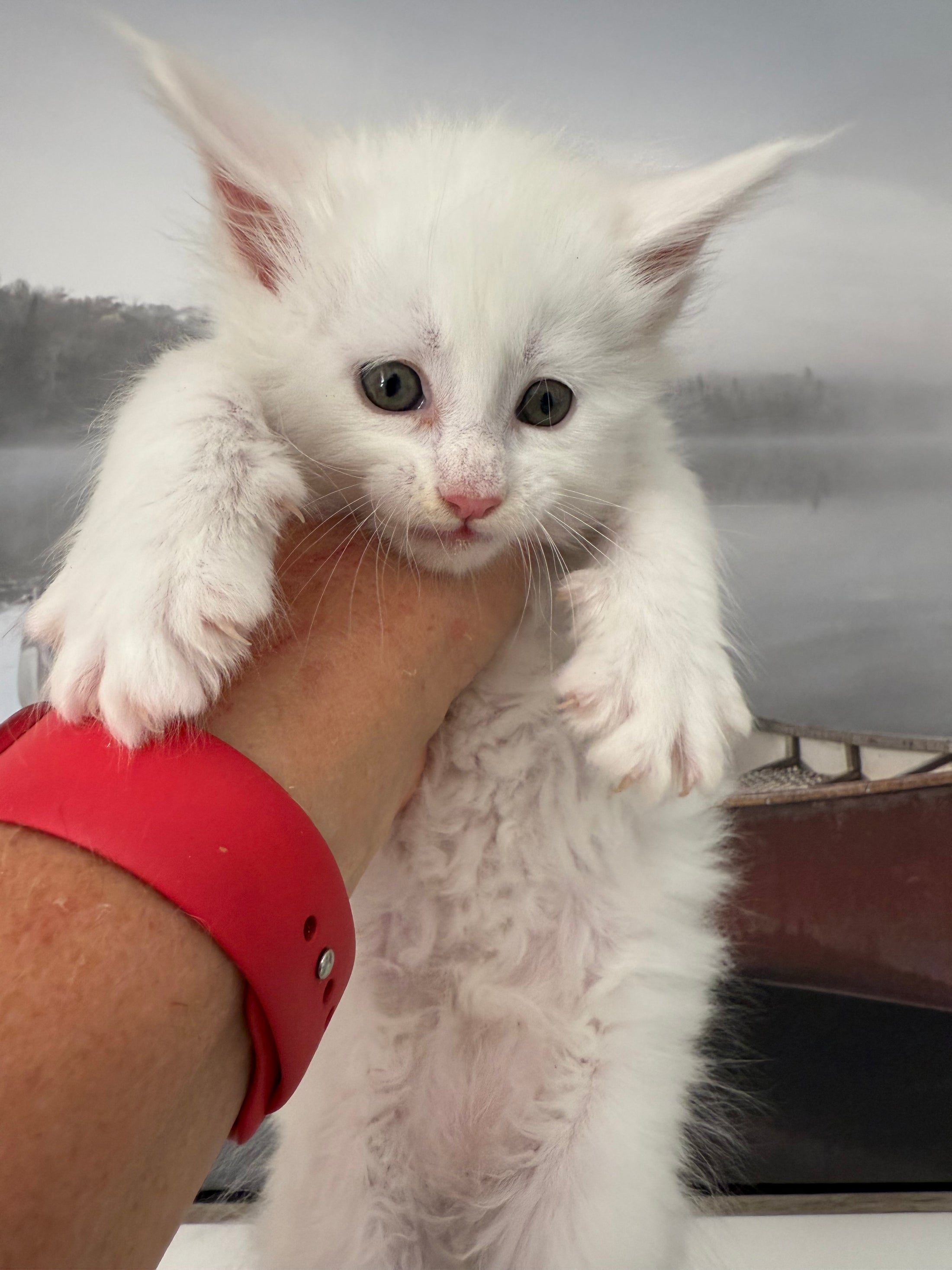 White Maine Coon male / Located in Ottawa