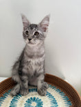 Load image into Gallery viewer, Black Silver Maine Coon male / Located in Ottawa area
