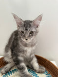 Load image into Gallery viewer, Black Silver Maine Coon male / Located in Ottawa area
