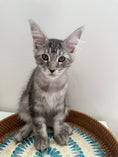 Load image into Gallery viewer, Black Silver Maine Coon male / Located in Ottawa area
