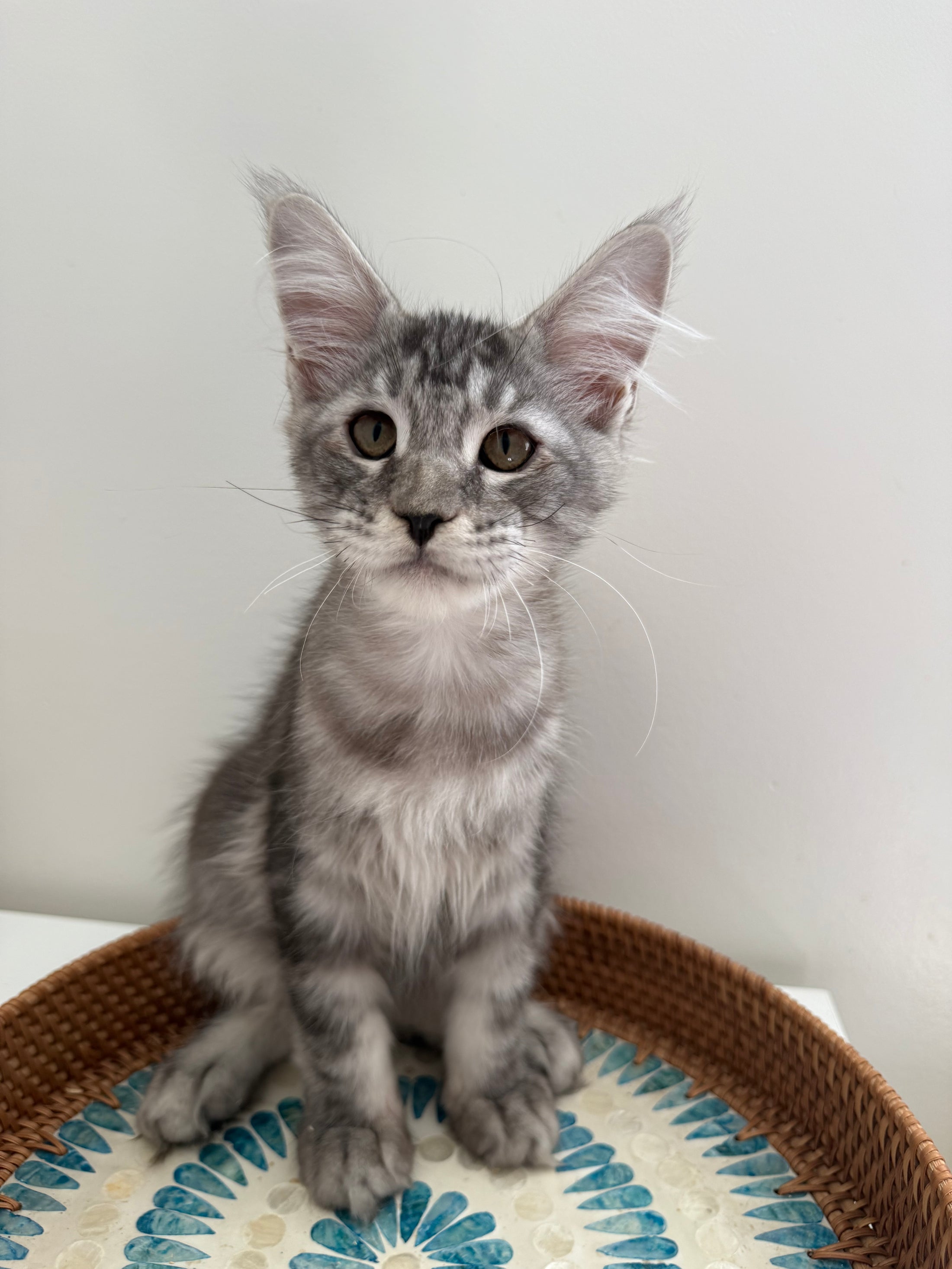 Black Silver Maine Coon male / Located in Ottawa area