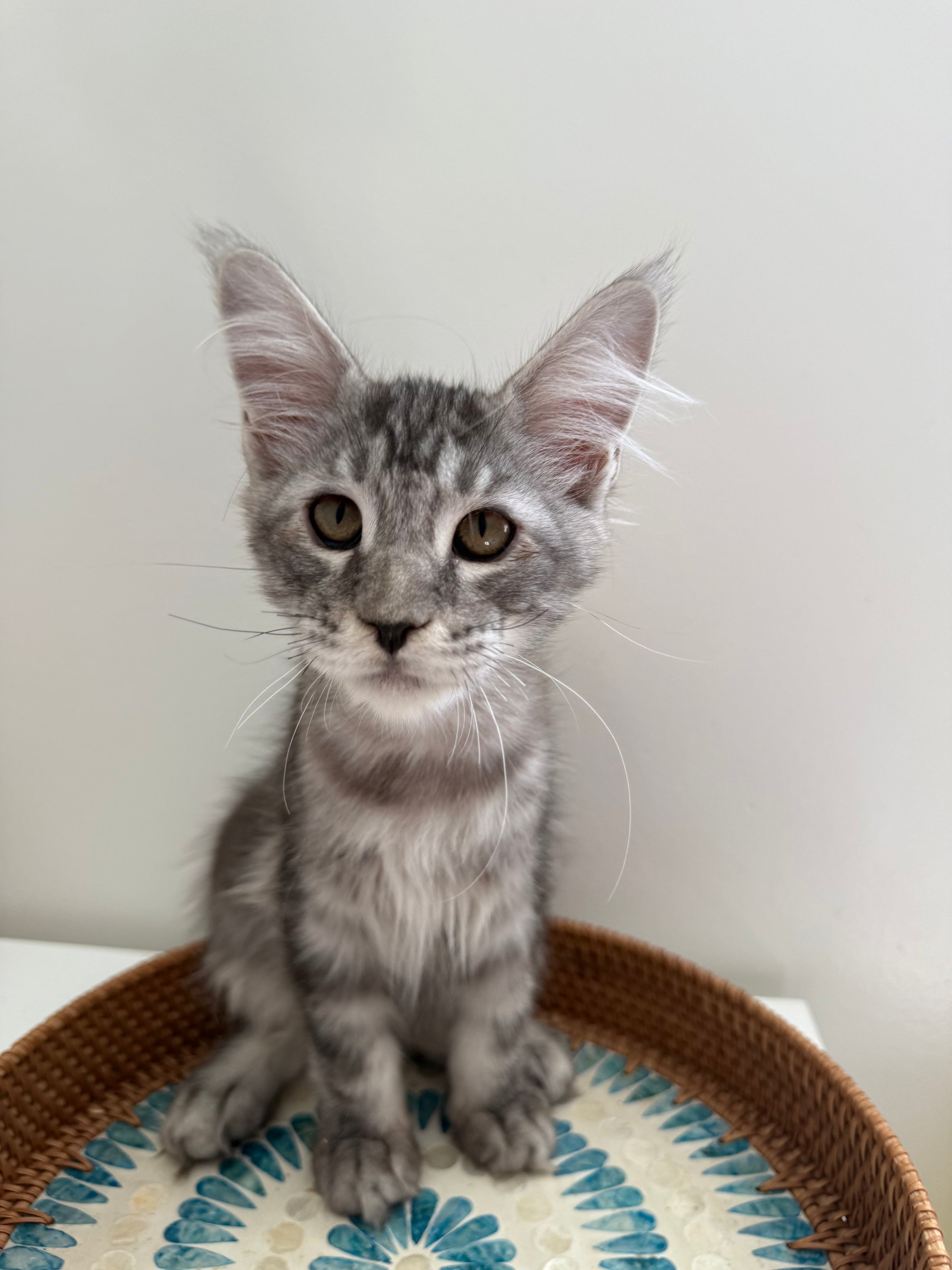 Black Silver Maine Coon male / Located in Ottawa area