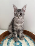 Load image into Gallery viewer, Black Silver Maine Coon male / Located in Ottawa area
