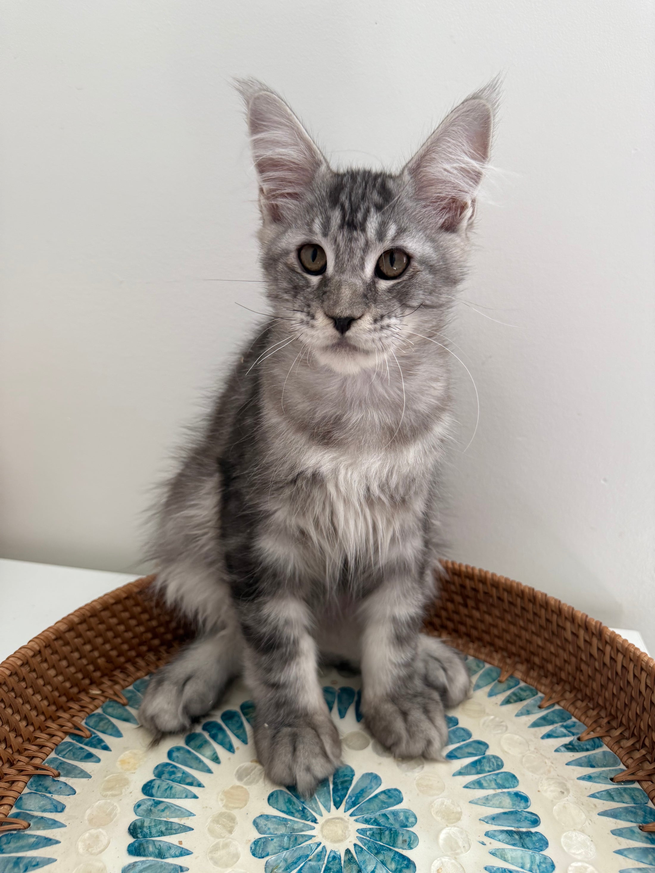 Black Silver Maine Coon male / Located in Ottawa area