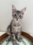 Load image into Gallery viewer, Black Silver Maine Coon male / Located in Ottawa area
