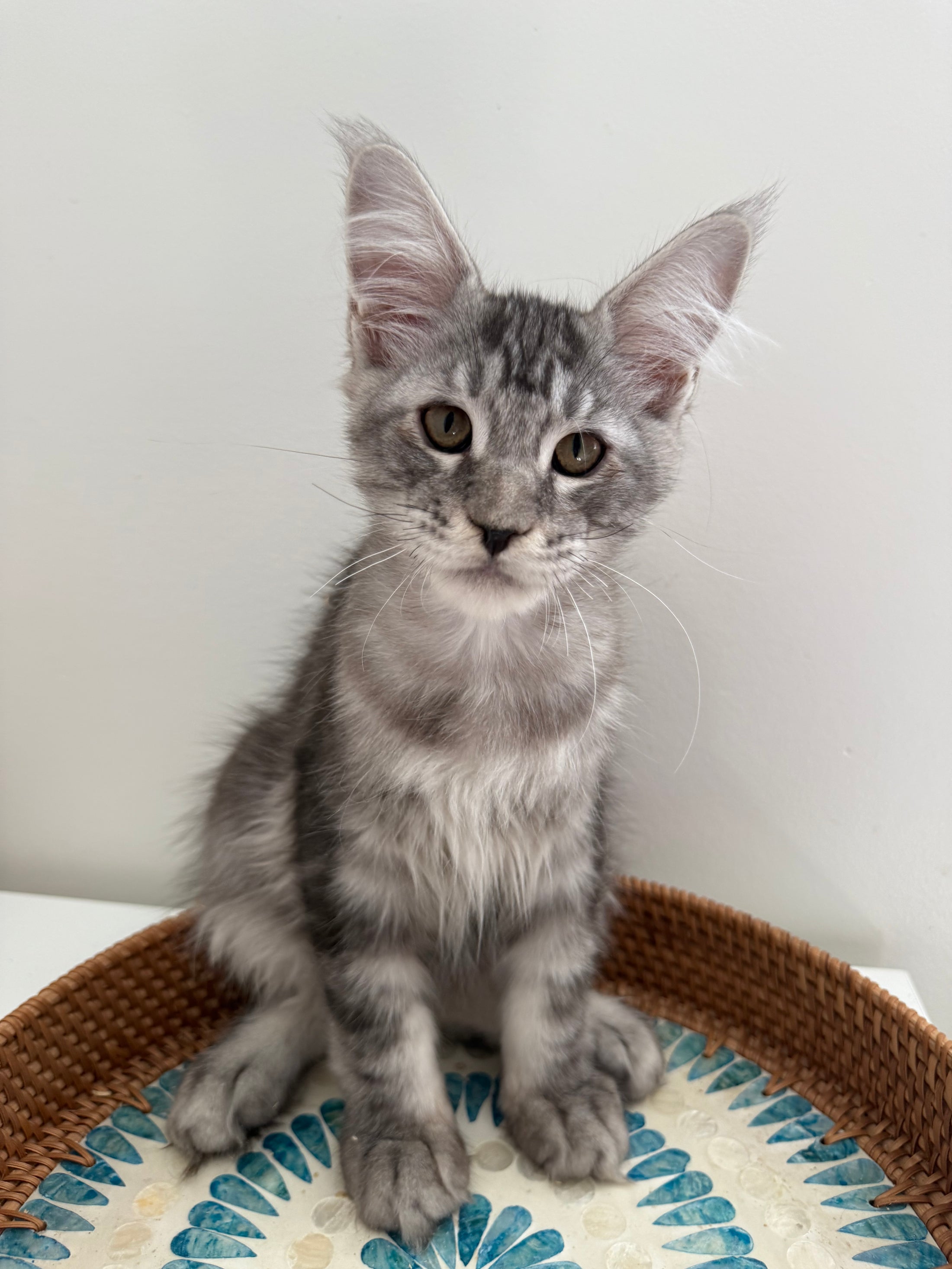 Black Silver Maine Coon male / Located in Ottawa area