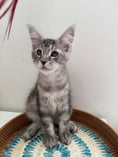 Load image into Gallery viewer, Black Silver Maine Coon male / Located in Ottawa area
