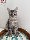 Load image into Gallery viewer, Black Silver Maine Coon male / Located in Ottawa area
