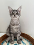 Load image into Gallery viewer, Black Silver Maine Coon male / Located in Ottawa area
