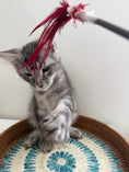 Load image into Gallery viewer, Black Silver Maine Coon male / Located in Ottawa area
