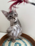 Load image into Gallery viewer, Black Silver Maine Coon male / Located in Ottawa area
