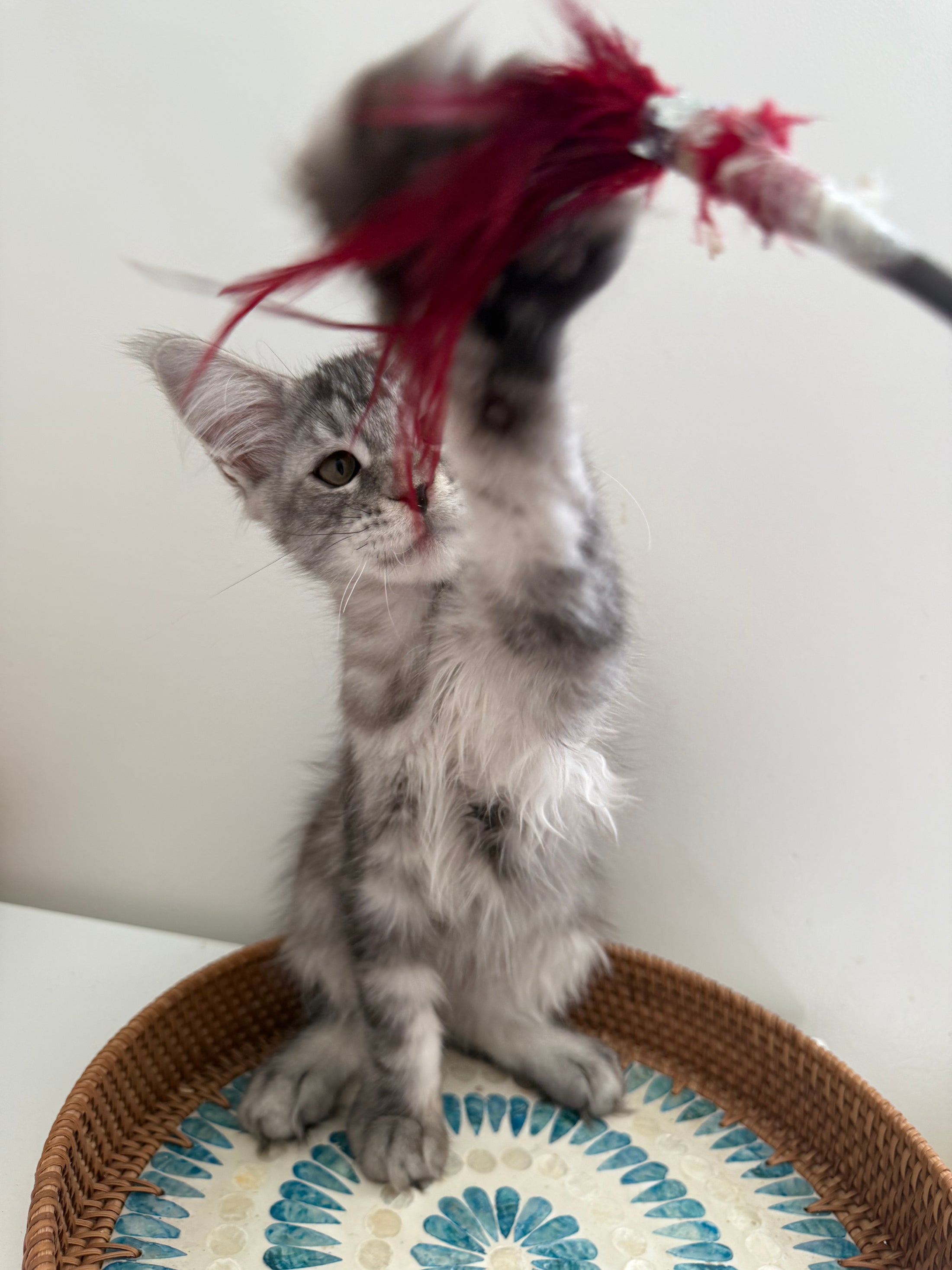 Black Silver Maine Coon male / Located in Ottawa area