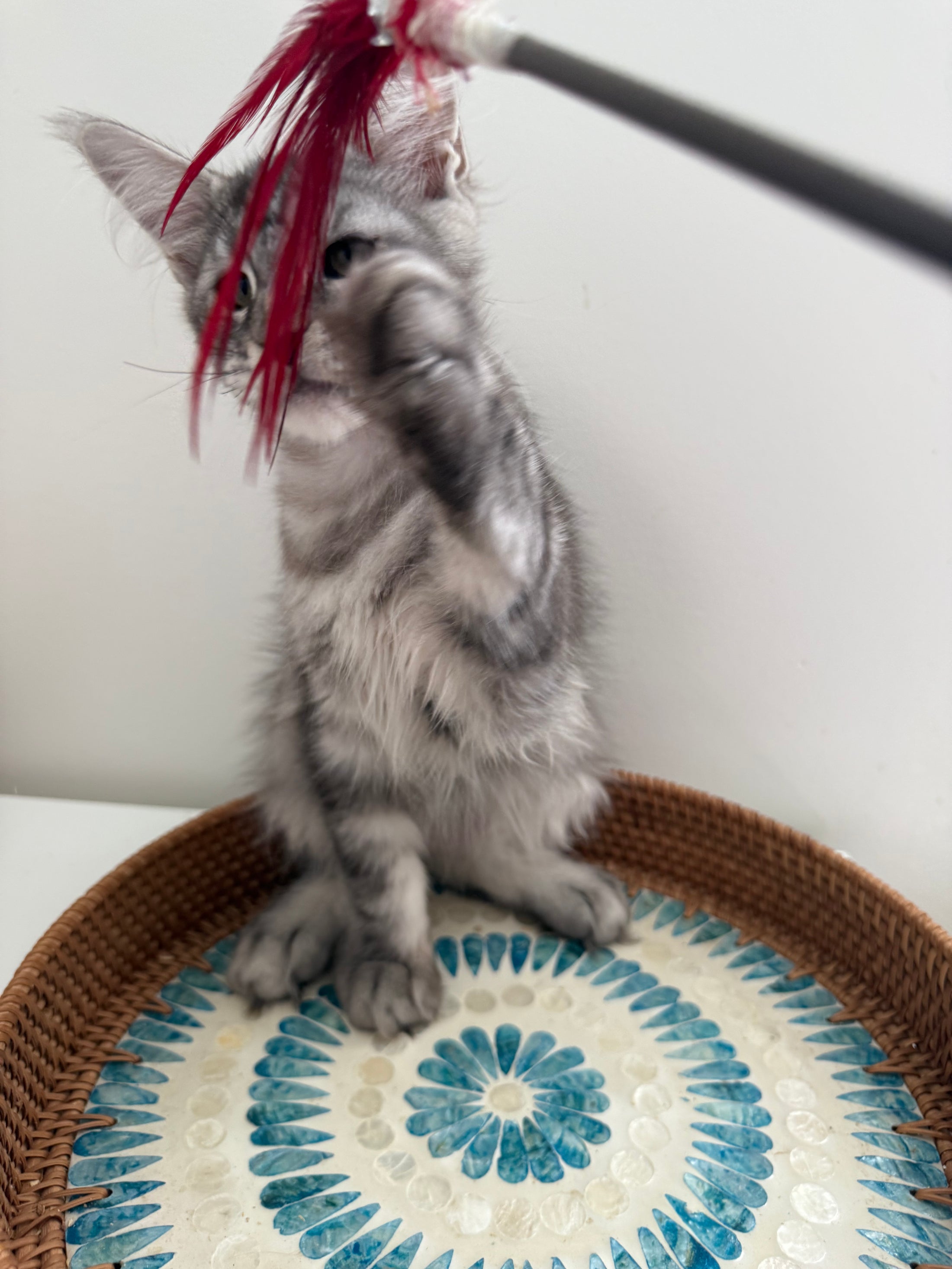 Black Silver Maine Coon male / Located in Ottawa area