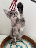 Load image into Gallery viewer, Black Silver Maine Coon male / Located in Ottawa area
