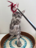 Load image into Gallery viewer, Black Silver Maine Coon male / Located in Ottawa area
