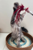 Load image into Gallery viewer, Black Silver Maine Coon male / Located in Ottawa area

