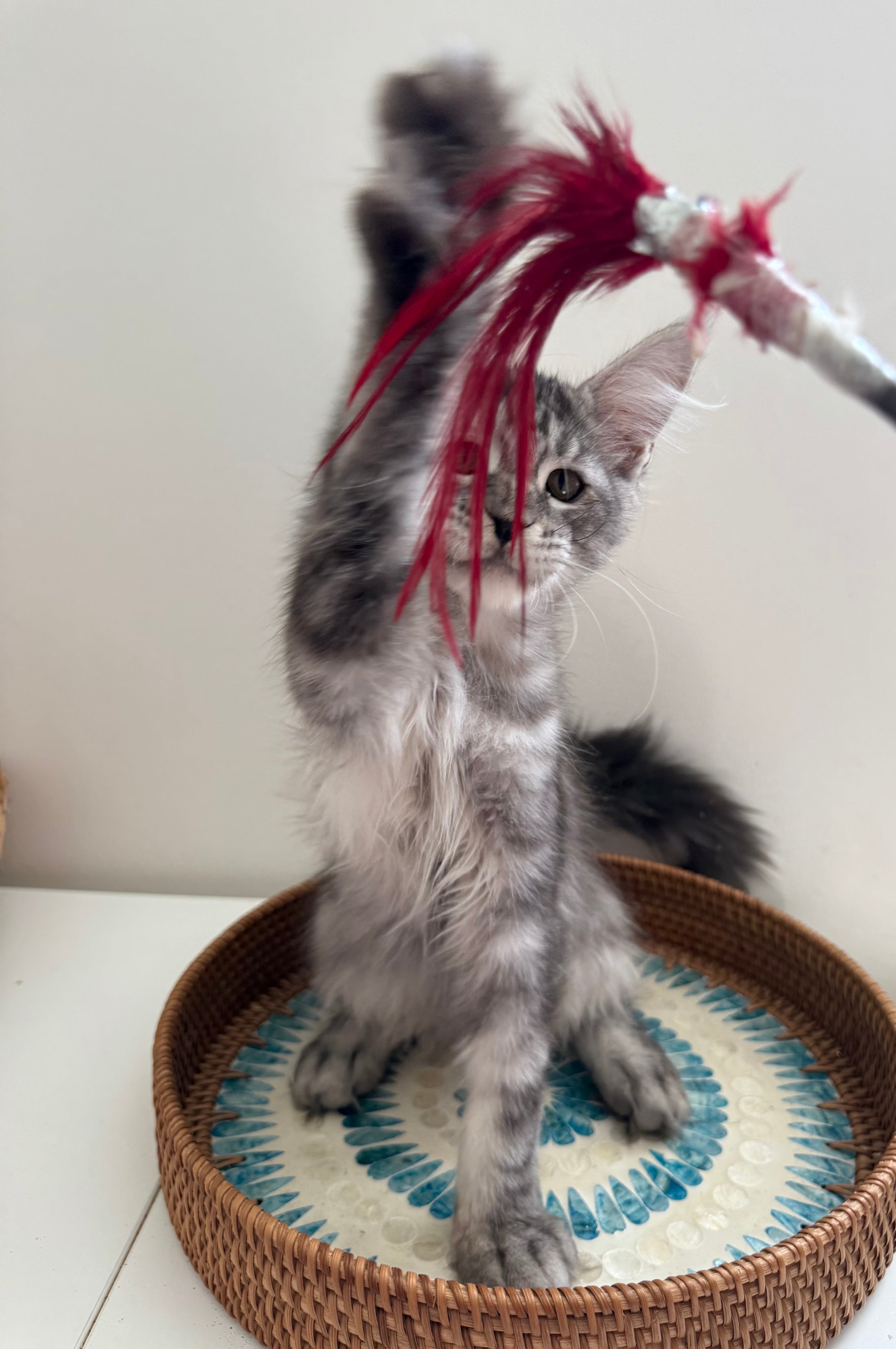 Black Silver Maine Coon male / Located in Ottawa area