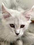 Load image into Gallery viewer, Black Silver Shaded Maine Coon female 2 / Located in Ottawa area
