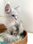 Load image into Gallery viewer, Black Silver Shaded Maine Coon female 2 / Located in Ottawa area
