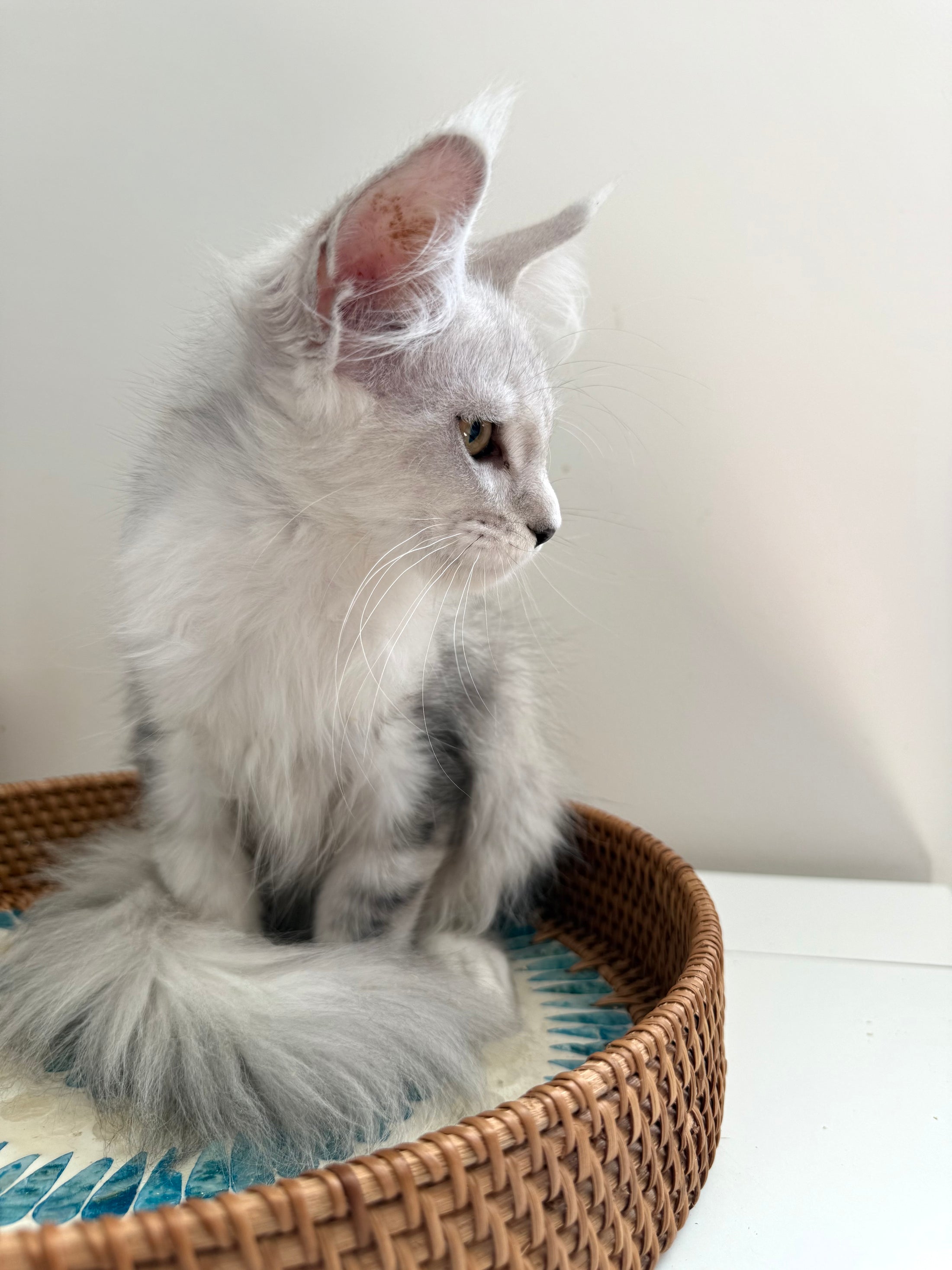 Black Silver Shaded Maine Coon female 2 / Located in Ottawa area