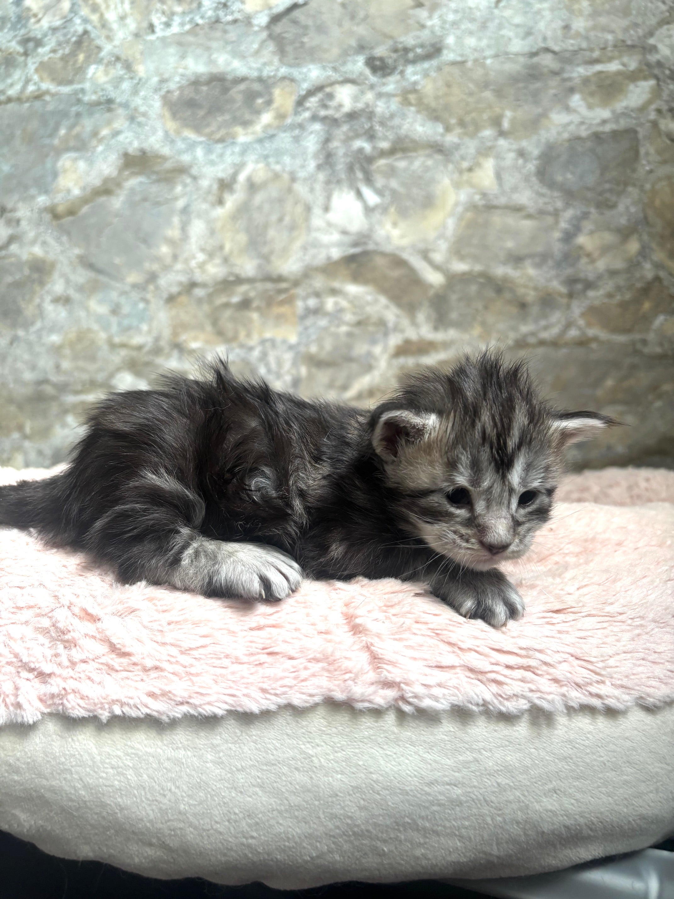Black Silver Maine Coon Polydactyl female - located in Ottawa area - Barrhaven