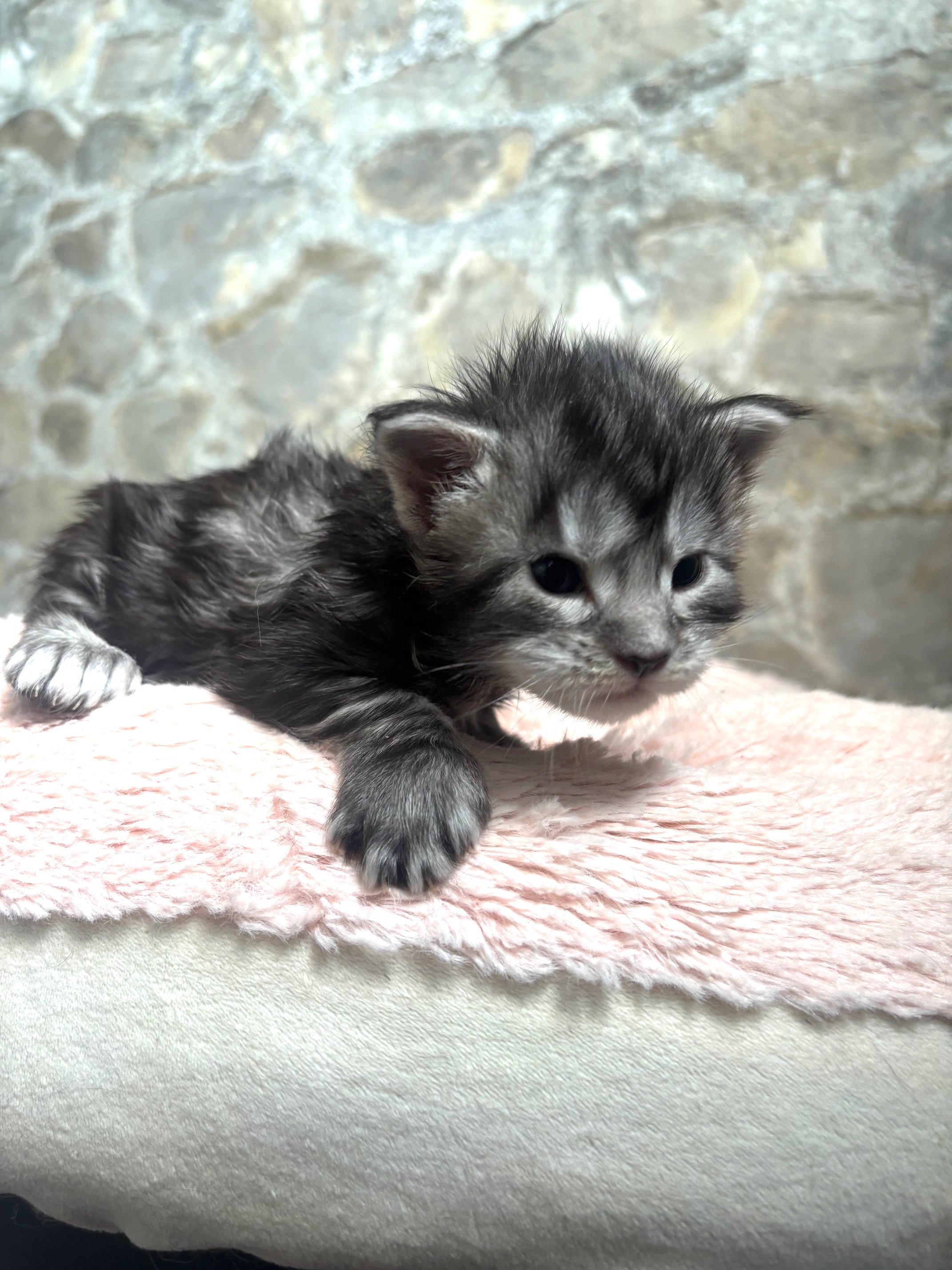 Black Silver Maine Coon Polydactyl female - located in Ottawa area - Barrhaven