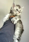 Load image into Gallery viewer, Black Silver Maine Coon male / Located in Ottawa area
