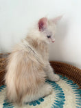 Load image into Gallery viewer, Red Shaded Maine Coon Polydactyl male - located in Ottawa area
