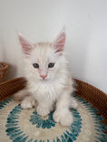 Load image into Gallery viewer, Red Shaded Maine Coon Polydactyl male - located in Ottawa area
