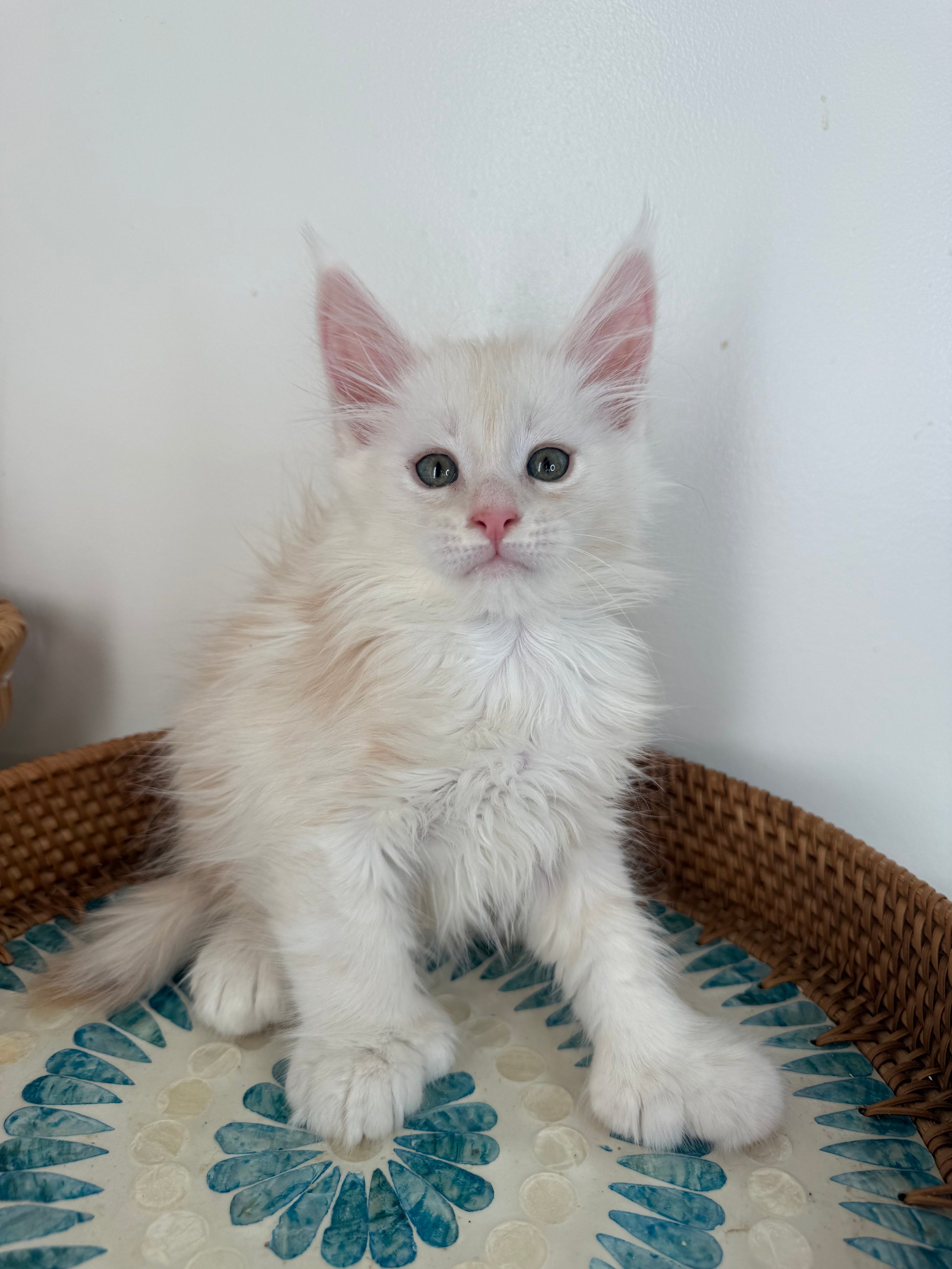 Red Shaded Maine Coon Polydactyl male - located in Ottawa area