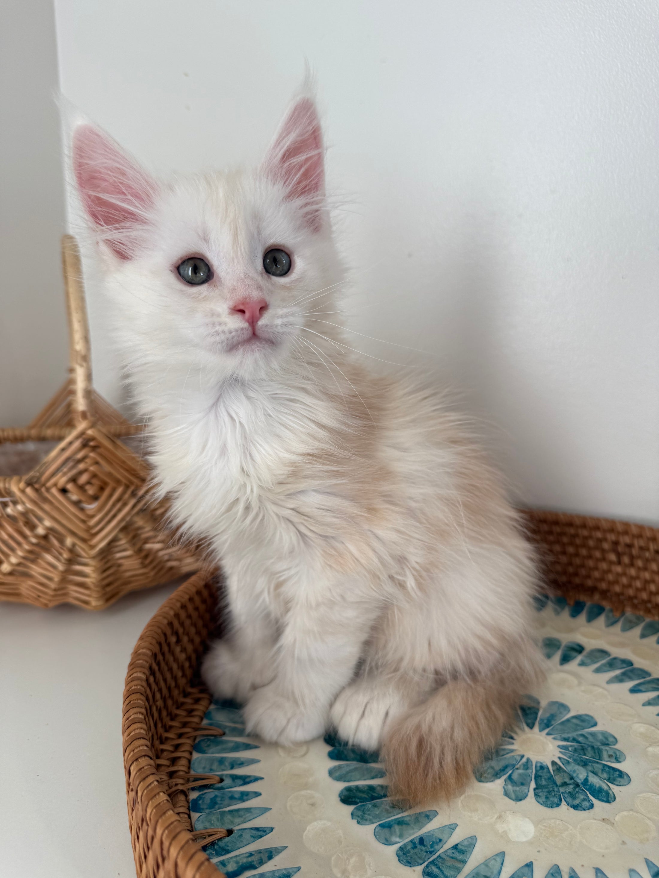 Red Shaded Maine Coon Polydactyl male - located in Ottawa area
