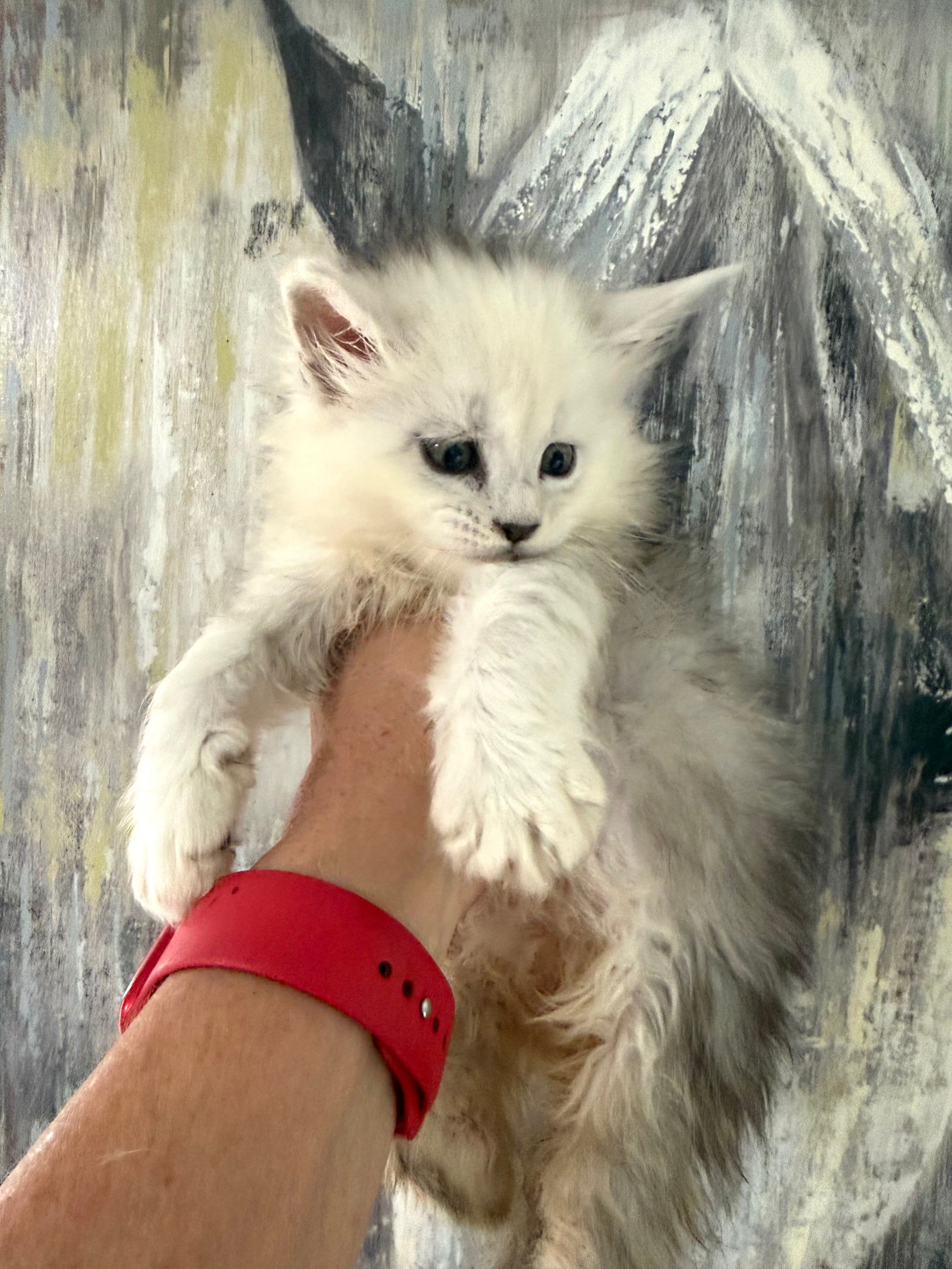 Black Silver Shaded Maine Coon female 1 / Located in Ottawa area
