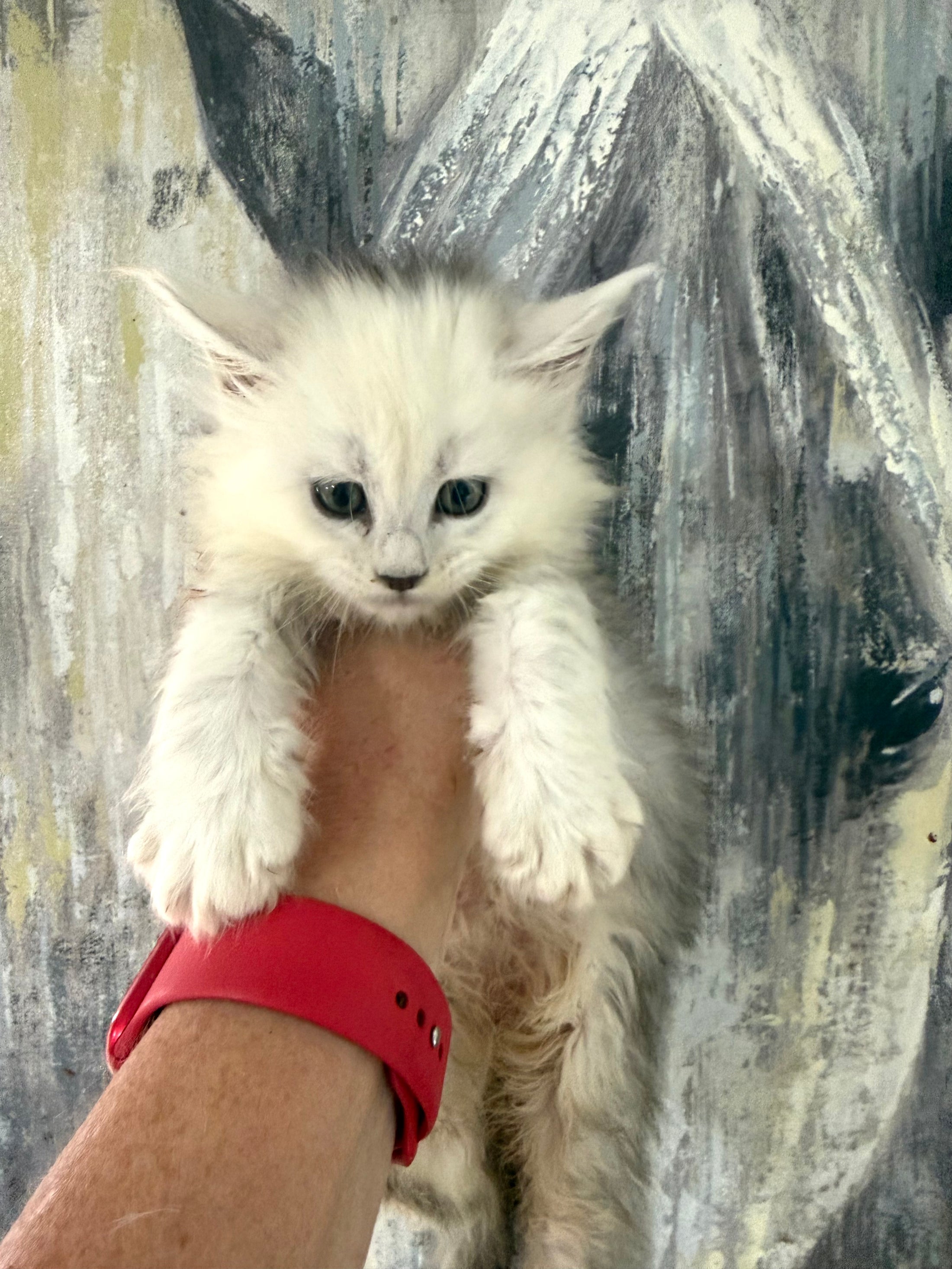 Black Silver Shaded Maine Coon female 1 / Located in Ottawa area