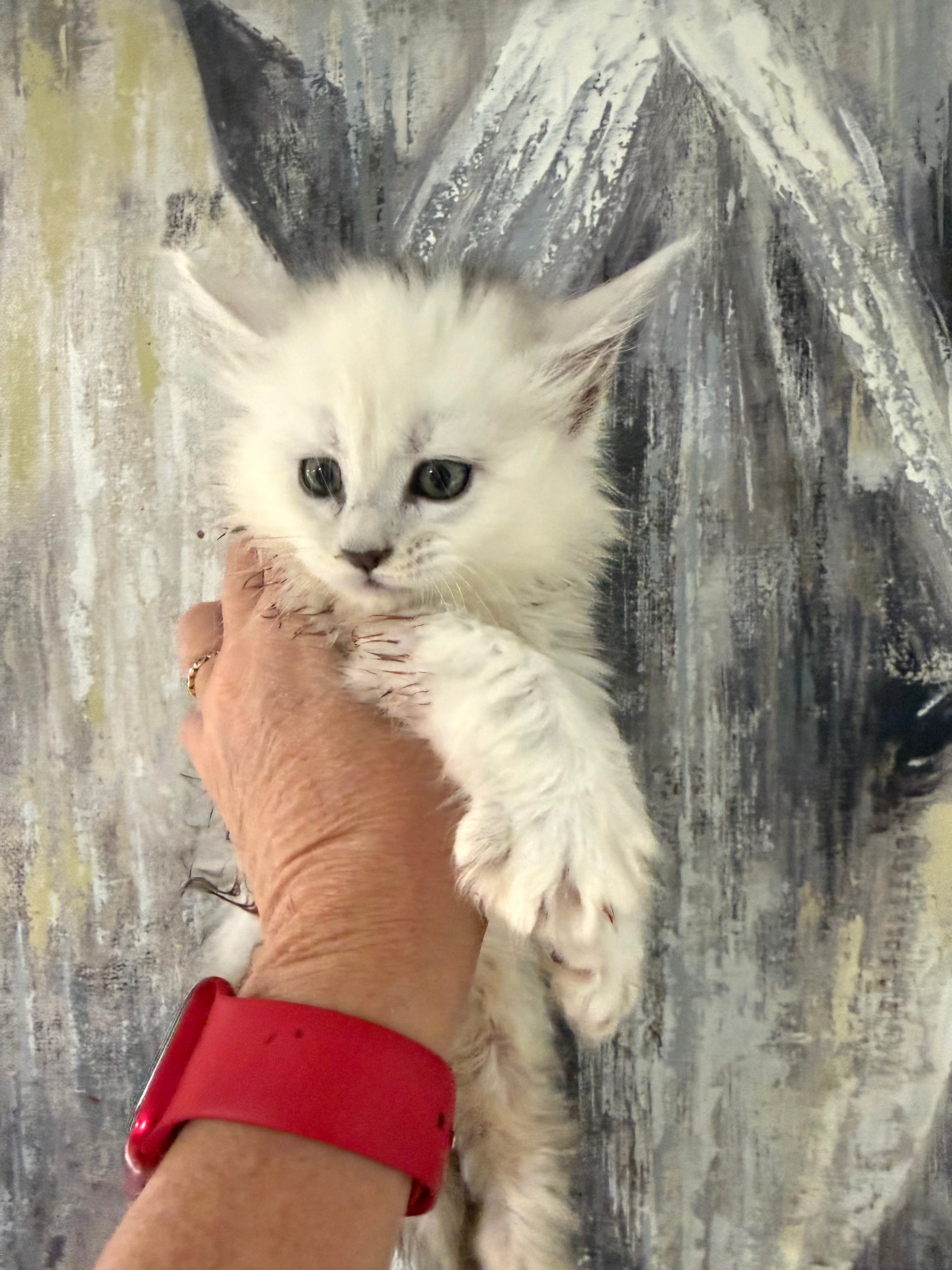 Black Silver Shaded Maine Coon female 1 / Located in Ottawa area