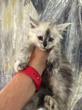 Load image into Gallery viewer, Black Silver Shaded Maine Coon female 2 / Located in Ottawa area
