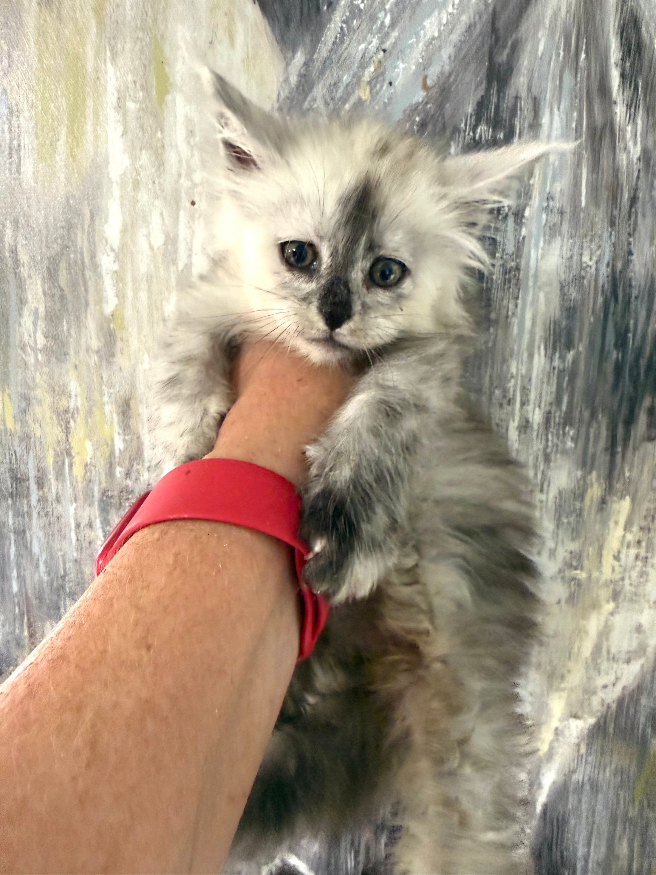 Black Silver Shaded Maine Coon female 2 / Located in Ottawa area