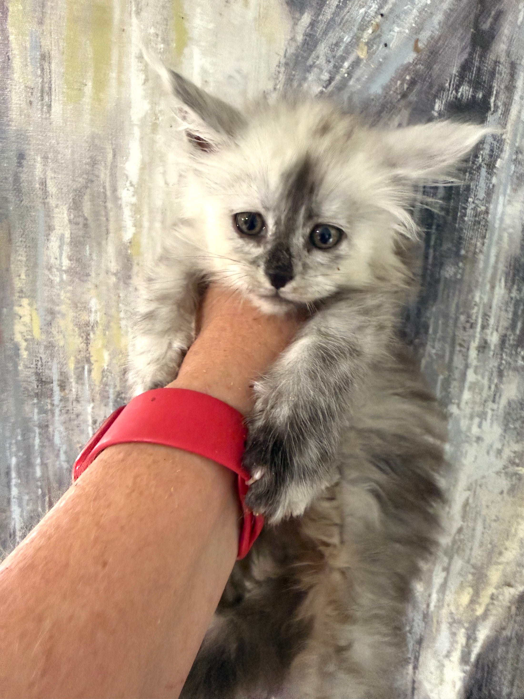 Black Silver Shaded Maine Coon female 2 / Located in Ottawa area