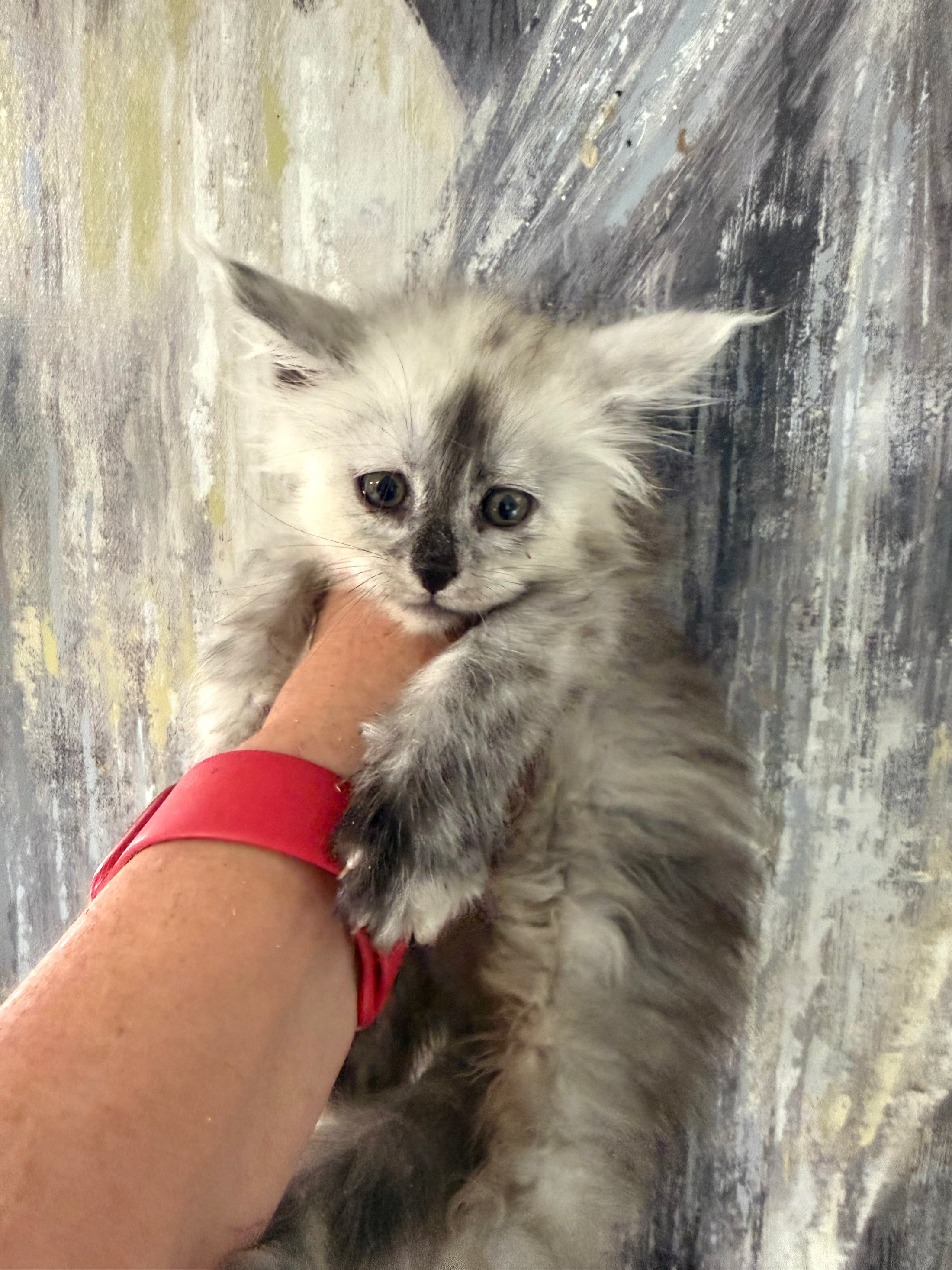 Black Silver Shaded Maine Coon female 2 / Located in Ottawa area