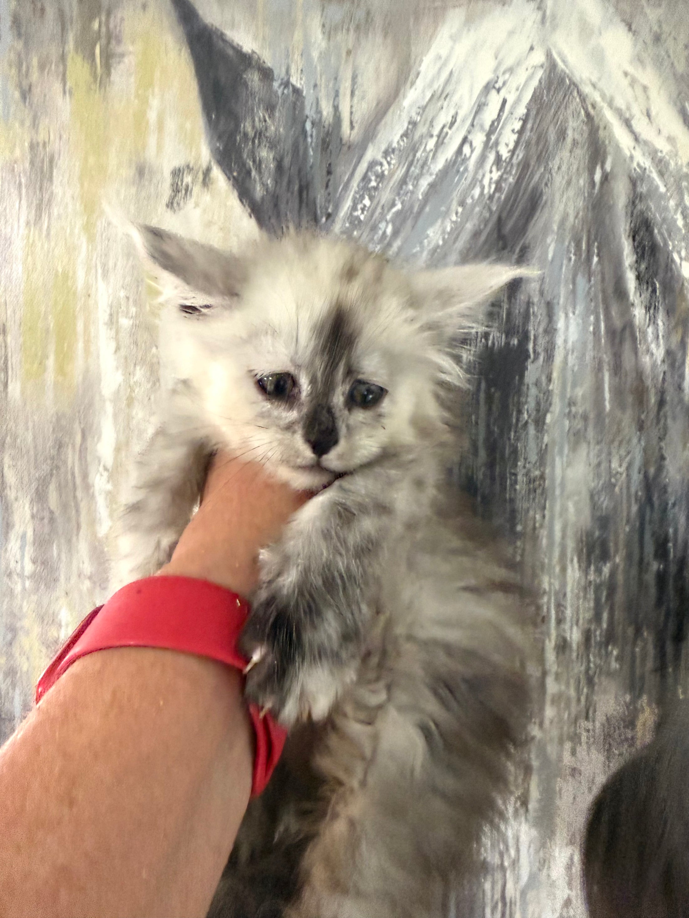 Black Silver Shaded Maine Coon female 2 / Located in Ottawa area