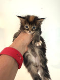 Load image into Gallery viewer, Black Tortie Maine Coon female / Located in Ottawa area
