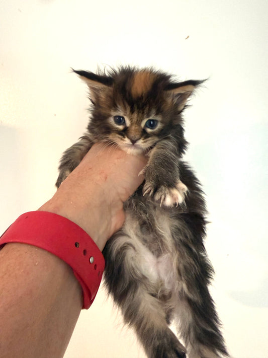 Black Tortie Maine Coon female / Located in Ottawa area