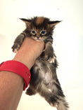 Load image into Gallery viewer, Black Tortie Maine Coon female / Located in Ottawa area
