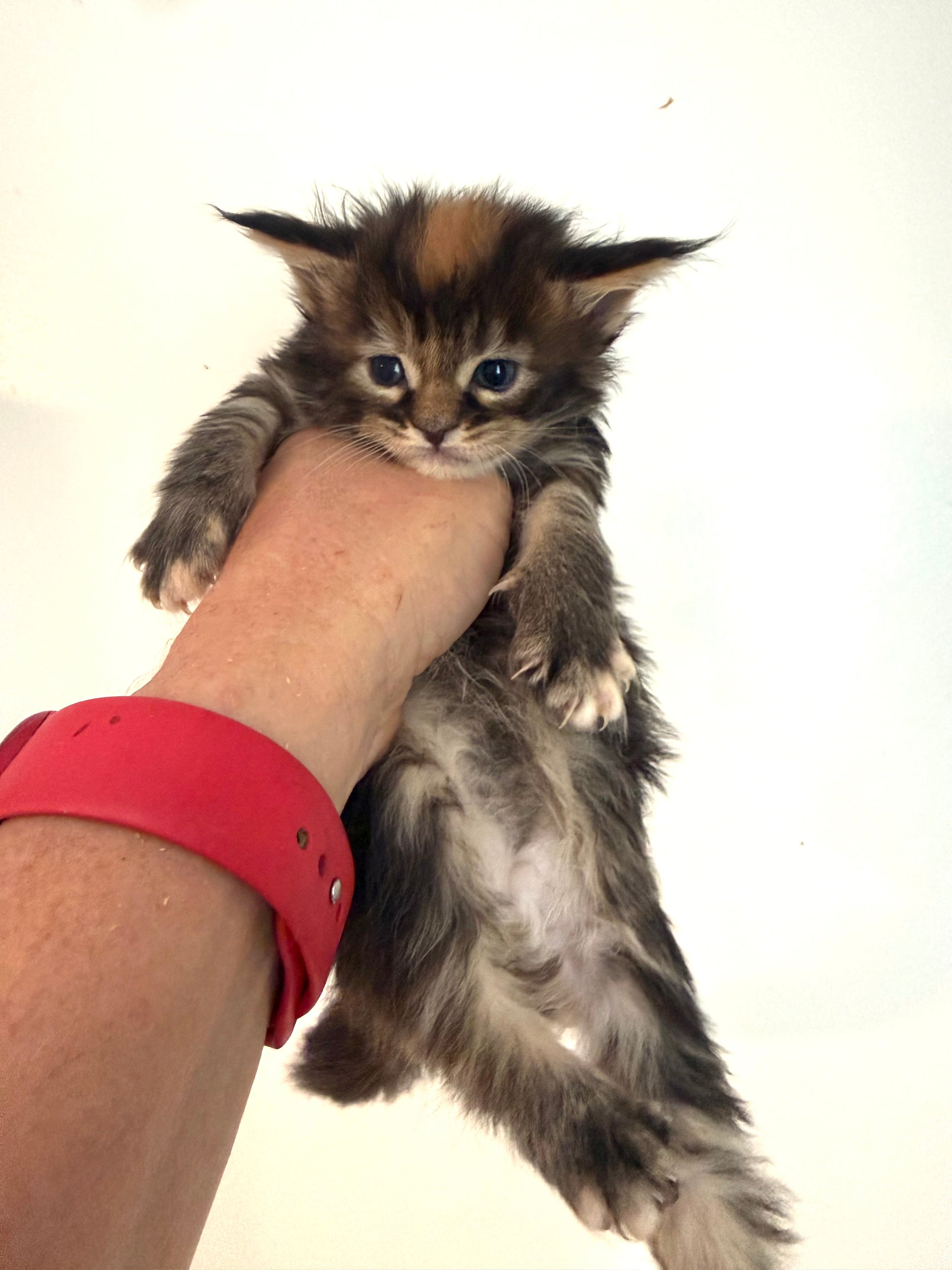 Black Tortie Maine Coon female / Located in Ottawa area