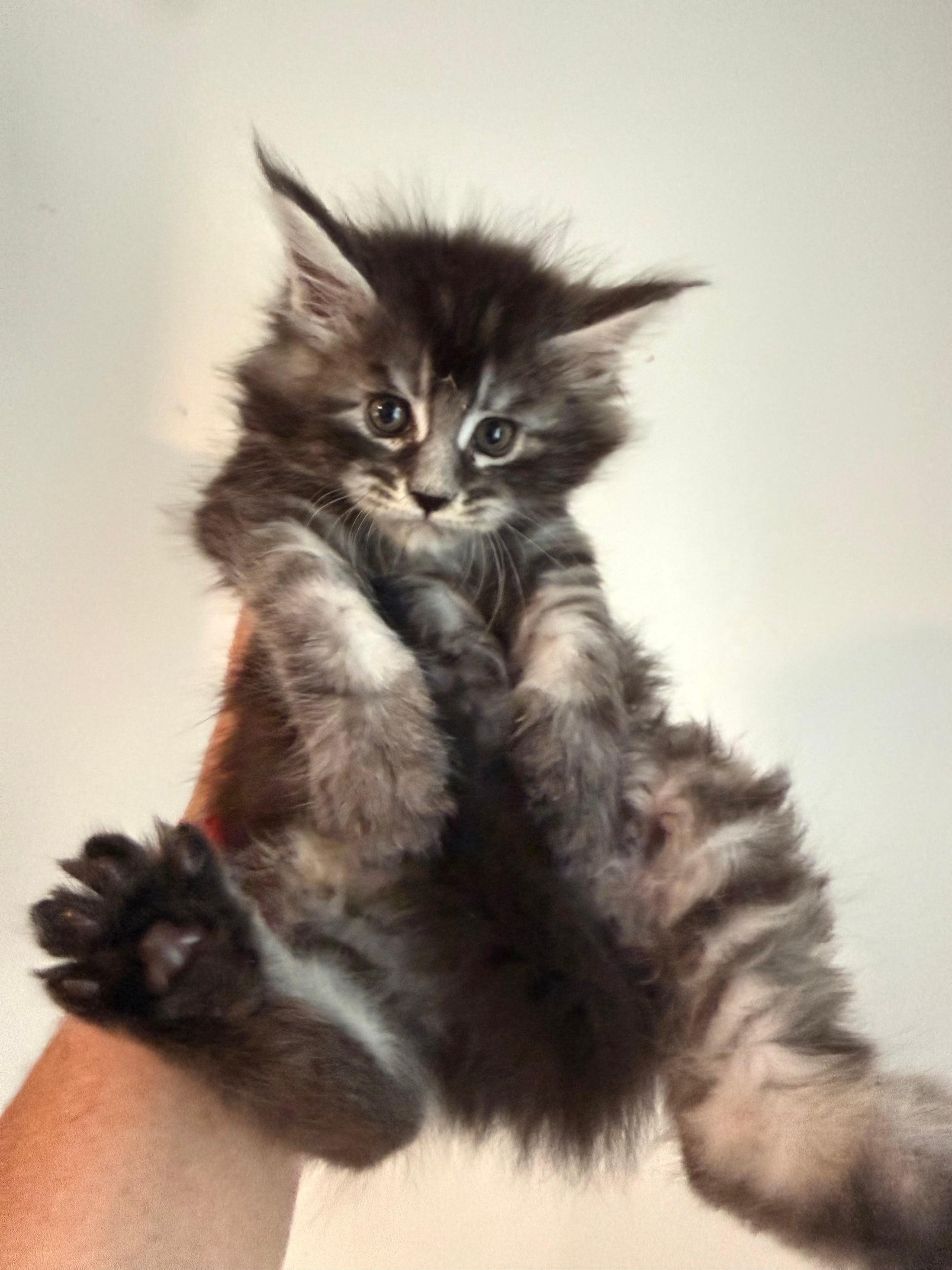 Black Silver Maine Coon male / Located in Ottawa area