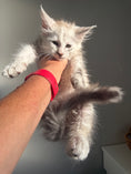 Load image into Gallery viewer, Black Silver Shaded Maine Coon female 3 / Located in Ottawa area
