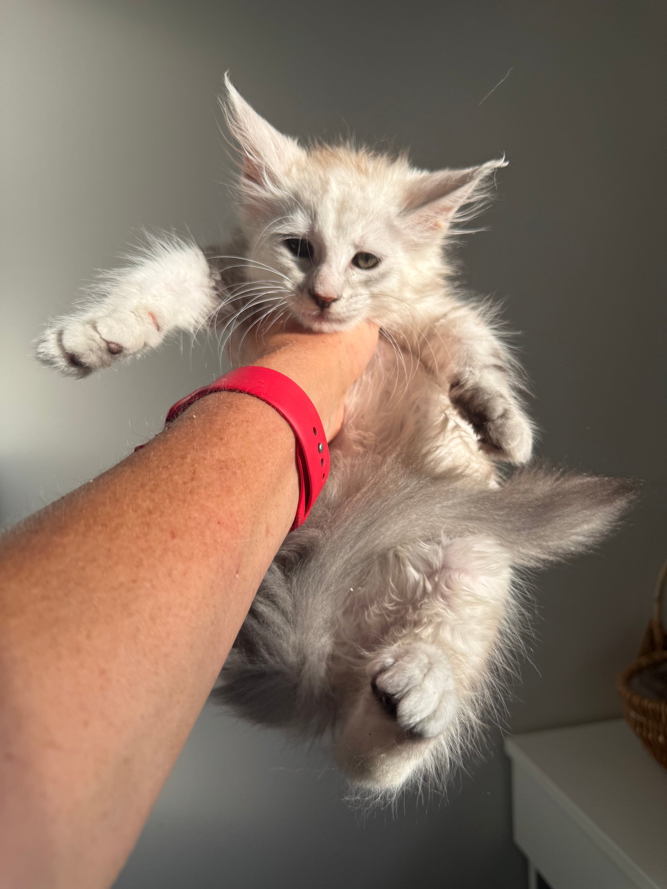 Black Silver Shaded Maine Coon female 3 / Located in Ottawa area