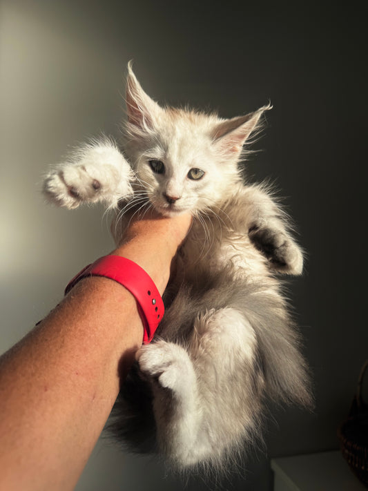 Black Silver Shaded Maine Coon female 3 / Located in Ottawa area