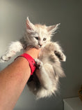 Load image into Gallery viewer, Black Silver Shaded Maine Coon female 3 / Located in Ottawa area
