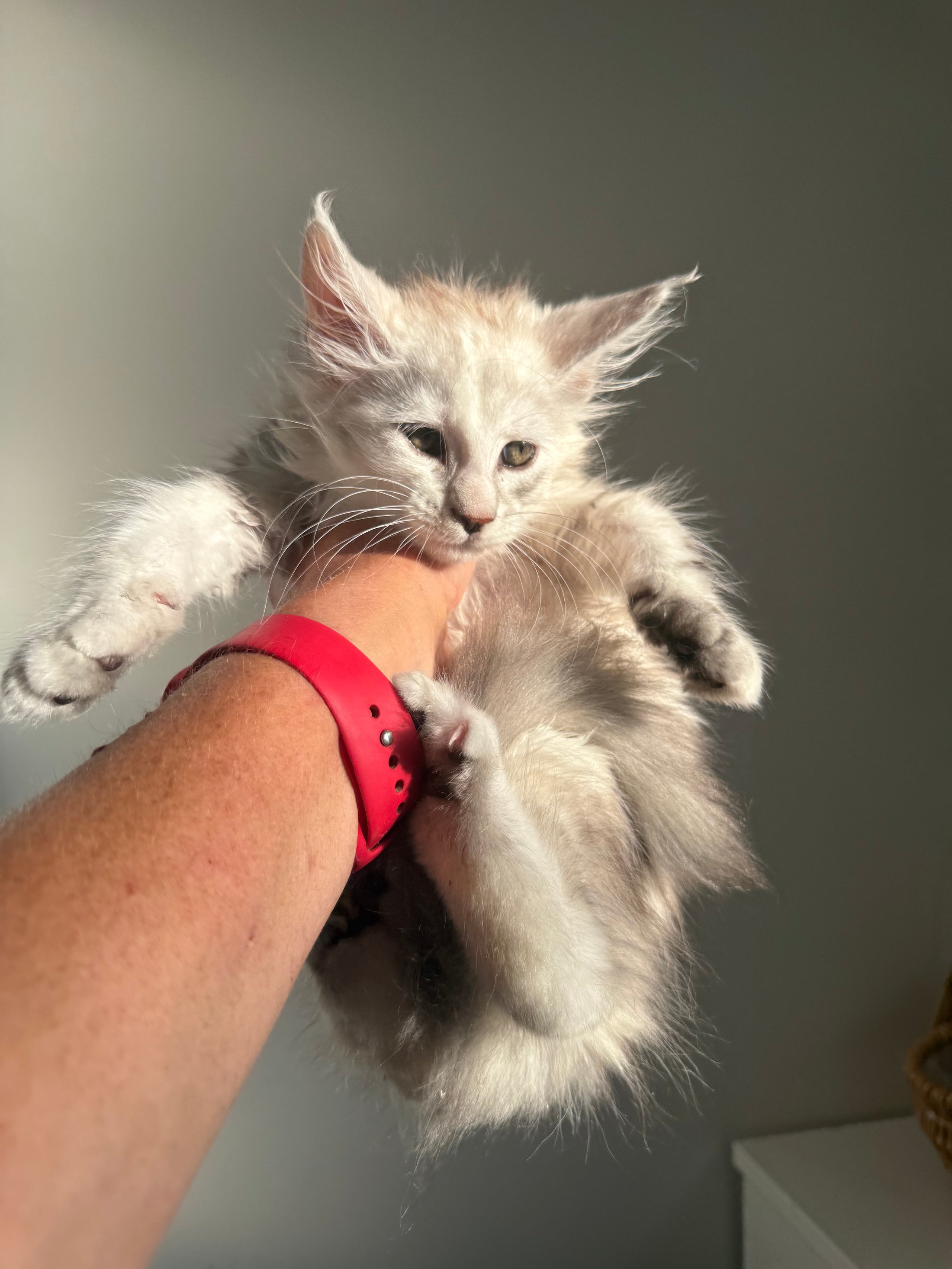 Black Silver Shaded Maine Coon female 3 / Located in Ottawa area