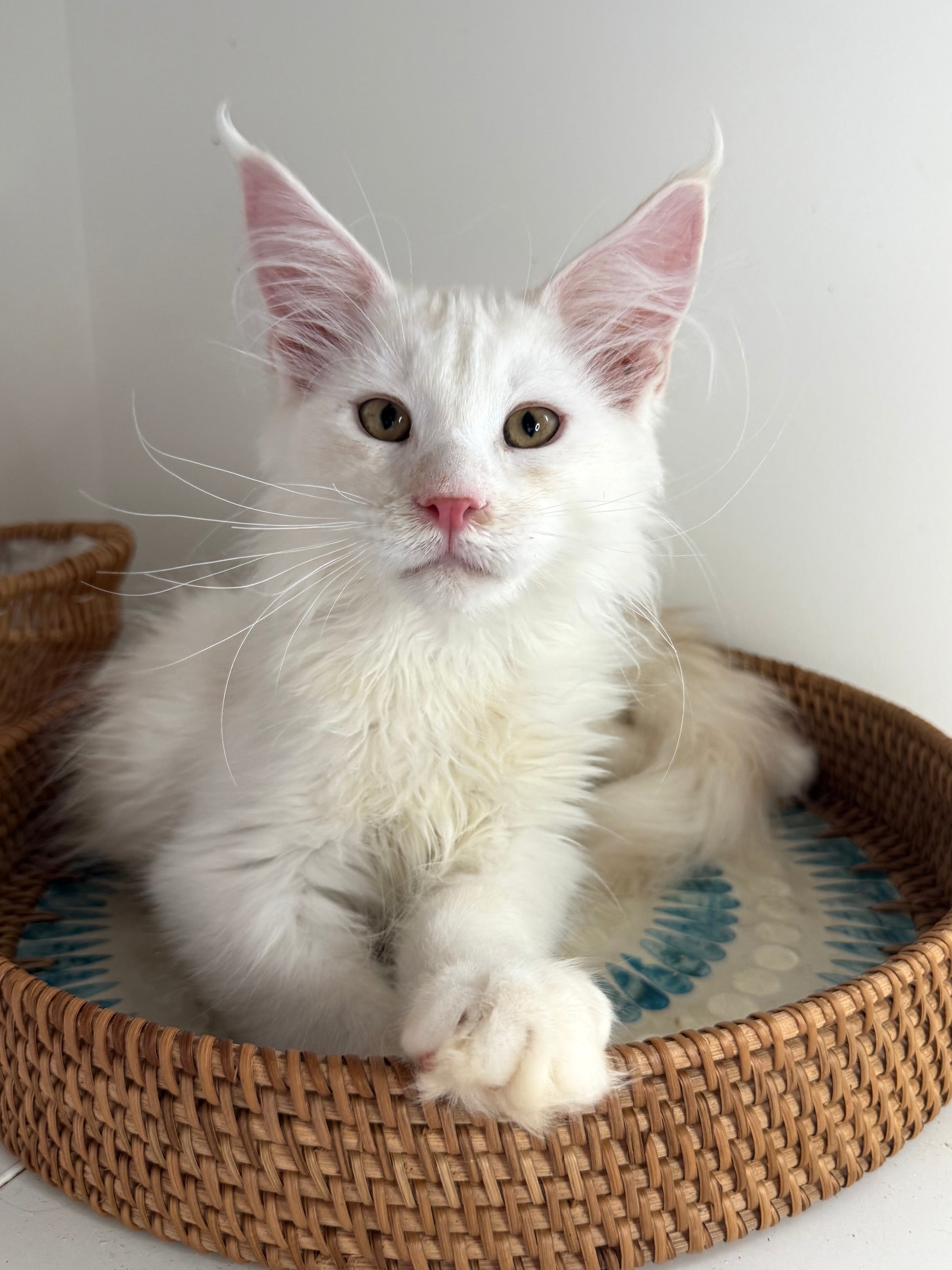 Red Shaded Maine Coon male / Located in Ottawa area